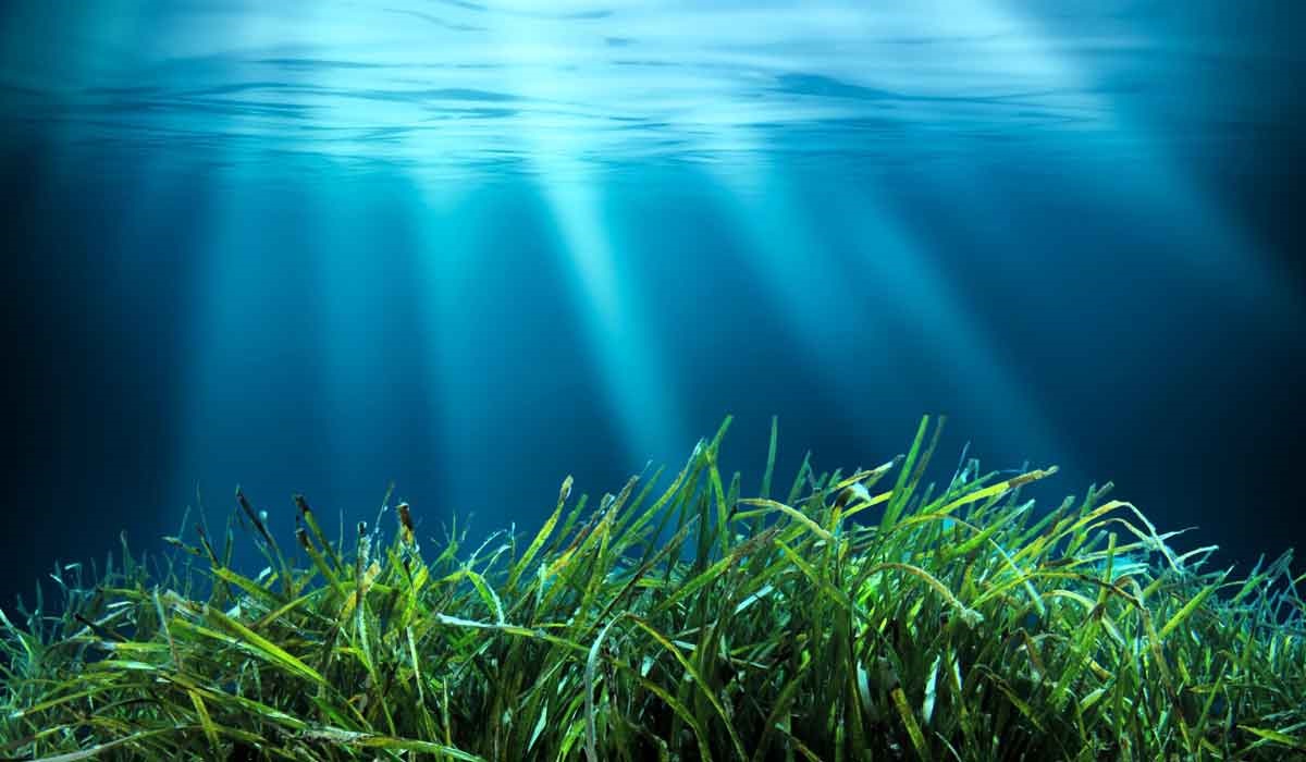la vita sott'acqua