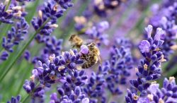 Biodiversità da pixbay
